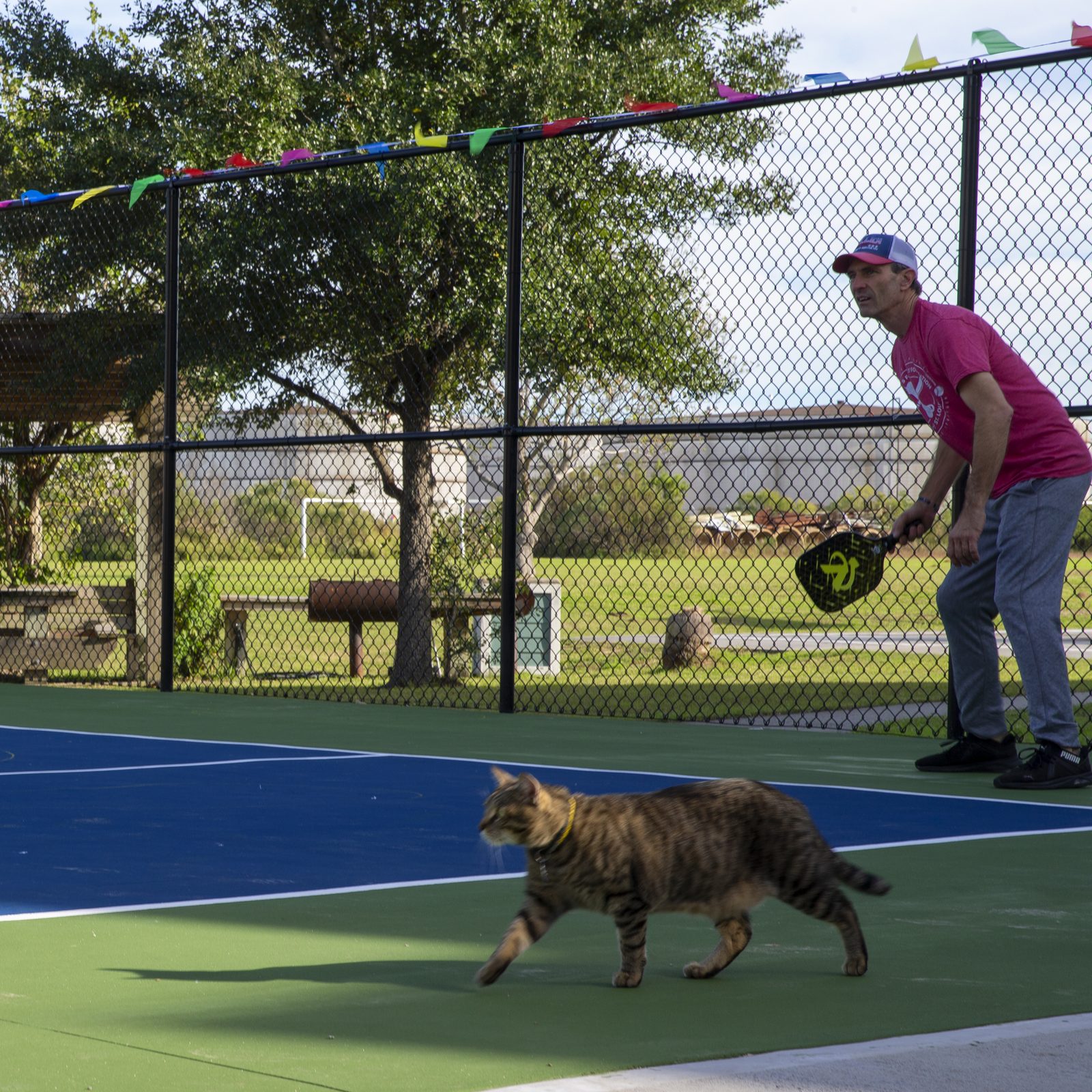 Resident on the pickleball court with a cat nearby