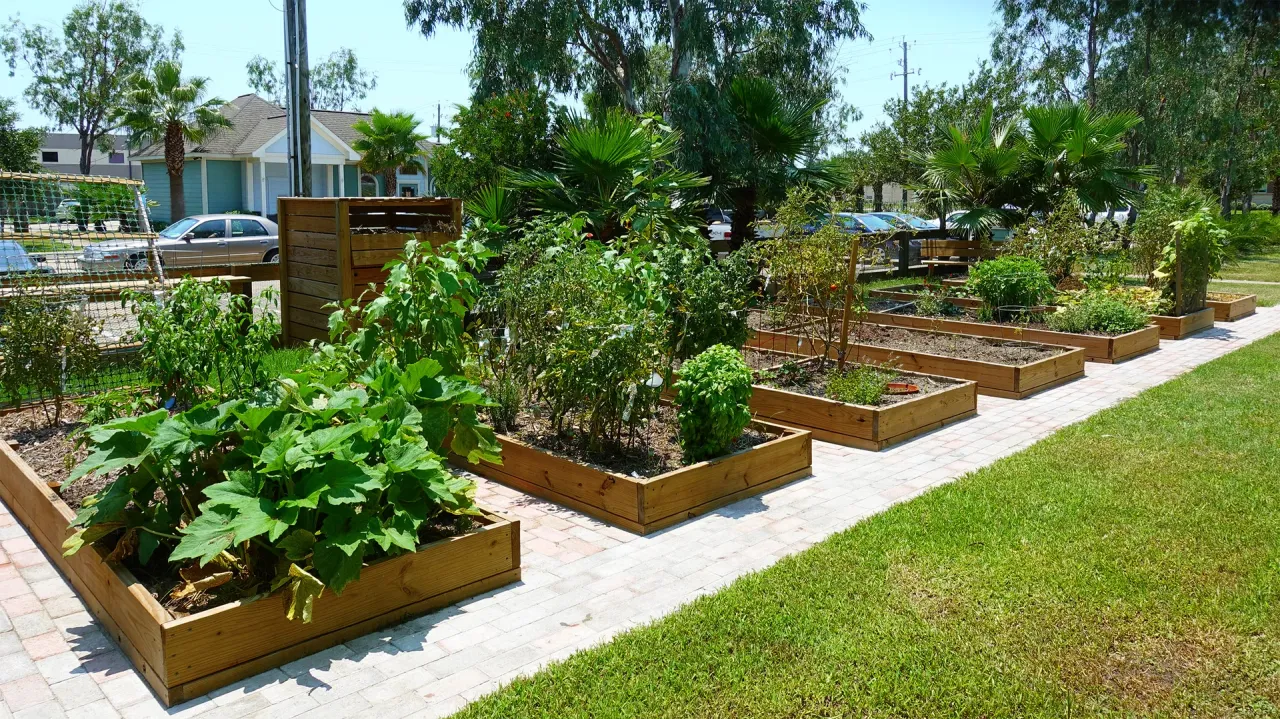 Raised garden beds in the UAG community garden